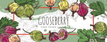 Bunch of gooseberries with leaves hand drawn vector label design, farm natural ripe berries color sketch organic foodのイラスト素材
