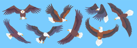 Bald Eagle flying icons set, American eagle with white tail and head, vector wild bird of prey soaring, falcon or hawkのイラスト素材