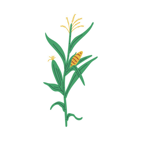 Vector image of fresh yellow corn with green leaves and steam on a white backgroundのイラスト素材