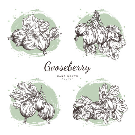 Gooseberry twigs, leaves, berries. Compositions.のイラスト素材