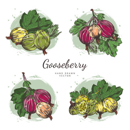 Vector set gooseberry twigs with ripe berries and beautiful leaves hand-drawn on a white background.のイラスト素材