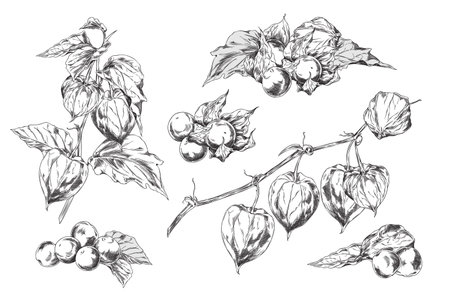 Physalis set. Berries, sepals, leaves on a branch.のイラスト素材
