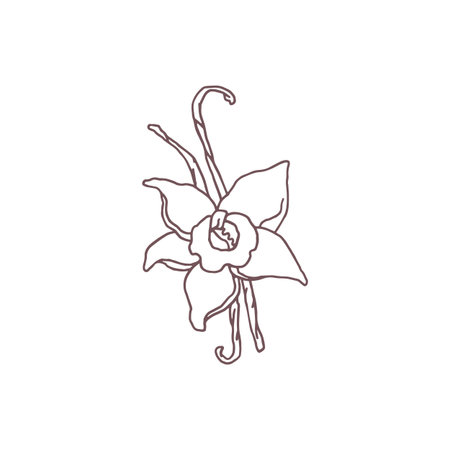 Vector illustration of vanilla flower sketch with branches.のイラスト素材