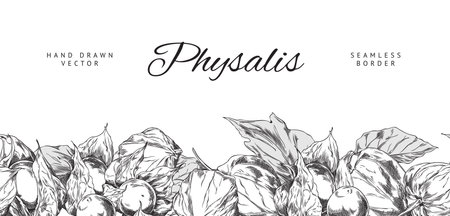 Physalis plant engraved sketch seamless border vector design, hand drawn autumn gooseberry fruit leaves and berriesのイラスト素材