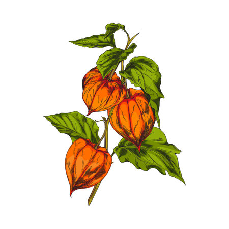 Physalis branch with leaves and berries vector sketch, hand drawn autumn gooseberry orange berry fruits in husk on stemのイラスト素材