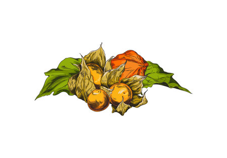Physalis plant vector color sketch, heap of leaves and berries, hand drawn autumn gooseberry fruits peeled and in huskのイラスト素材
