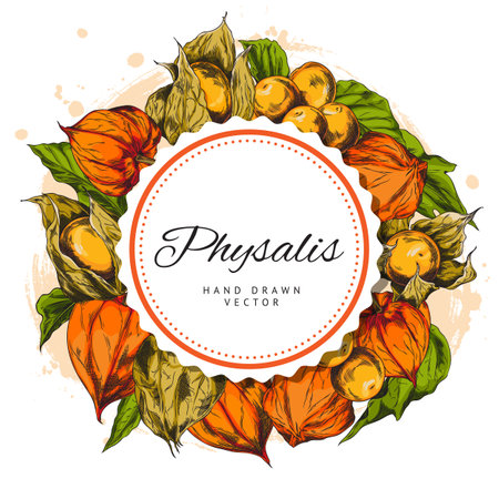 Physalis plant color sketch vector round label design, hand drawn leaves berries, autumn gooseberry peeled and in huskのイラスト素材