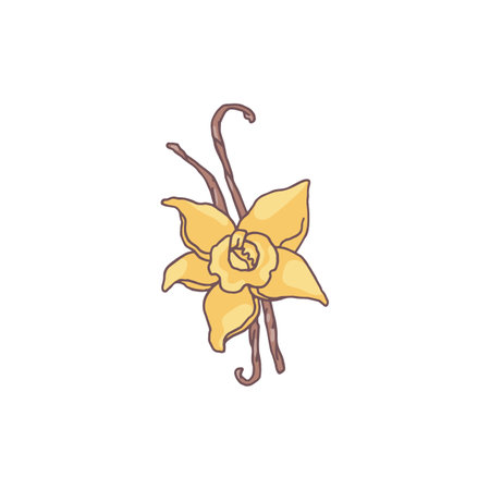 Vanilla flower and dried pod sticks flat vector icon, natural fragrance, sweet essence, herbal flavoring, aromatic spiceのイラスト素材