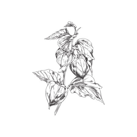 Physalis branch with leaves and berries engraved sketch, vector hand drawn gooseberry fruit in husk on stem autumn floraのイラスト素材