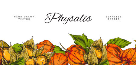 Vector illustration of banner with physalis image on seamless bottom border.のイラスト素材
