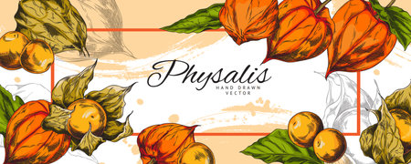 Physalis plant color sketch vector label design, hand drawn leaves berries, autumn gooseberry fruits peeled and in huskのイラスト素材