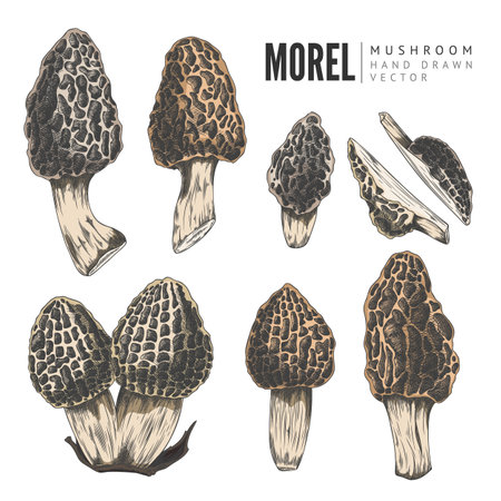 Vector illustration of a set of morel mushrooms, different shapes, sizes, whole and half.のイラスト素材