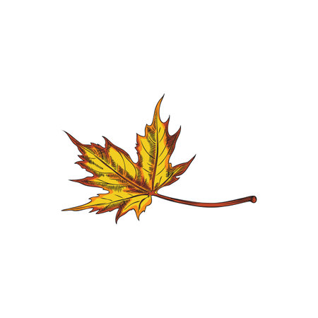 Vector illustration of a falling maple leaf in autumn colors.のイラスト素材