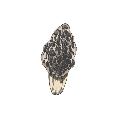 Vector illustration of hand drawn morel mushroom on isolated background.のイラスト素材