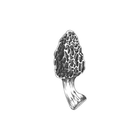 Morel mushroom engraved hand drawn vector sketch, raw forest fungus with spongy cap, natural food, Morchella fungiのイラスト素材