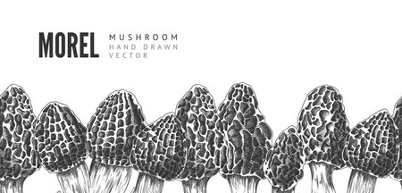 Vector border in the style of detailed black and white sketch of whole morel mushrooms.のイラスト素材