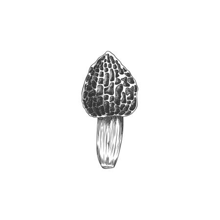 Hand drawn black and white sketch of morel mushroom in vector format.のイラスト素材