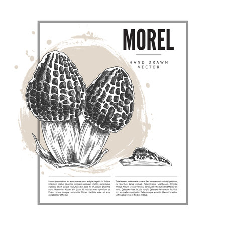 Illustration of a poster with sketches of morel mushrooms, whole and halves, in a square frame.のイラスト素材