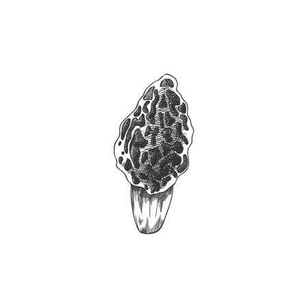 Hand drawn black and white outline sketch of morel mushroom on isolated background.のイラスト素材