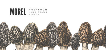 Vector illustration of banner with seamless lower border with morel mushrooms image.のイラスト素材