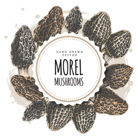 Vector illustration of a round frame with a border of morel mushrooms.のイラスト素材
