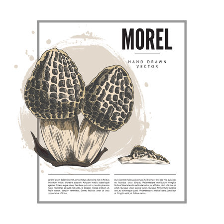 Morel mushrooms bunch color hand drawn vector label design, forest fungus with spongy cap, natural food, Morchella fungiのイラスト素材