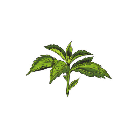 Twig with green stevia leaves. Sketch style.のイラスト素材