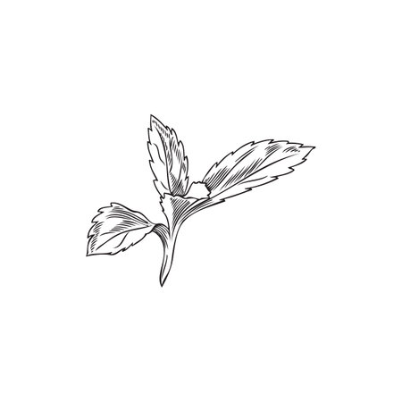 Stevia plant leaves engraved sketch, vector hand drawn natural organic sweetener, sugar substitute, medicinal foliageのイラスト素材