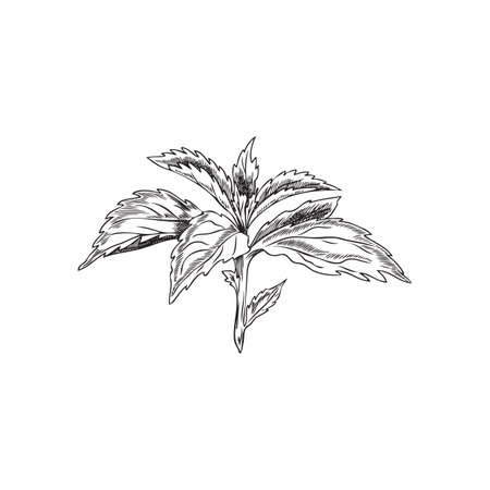 Vector sketch depicting branch of a stevia plant with beautiful leaves on a white background.のイラスト素材