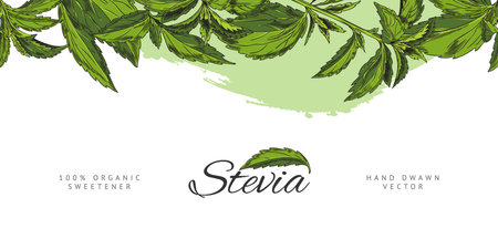 Stevia sprig with leaves sketch, vector hand drawn top seamless border design lettering, natural organic sweetener plantのイラスト素材