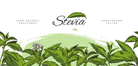 Stevia branch with leaves and flower sketch, vector seamless border design, natural organic sweetener, sugar substituteのイラスト素材