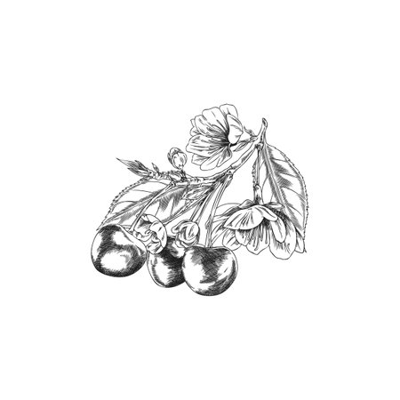 Cherry branch with berries, leaves and flowers.のイラスト素材