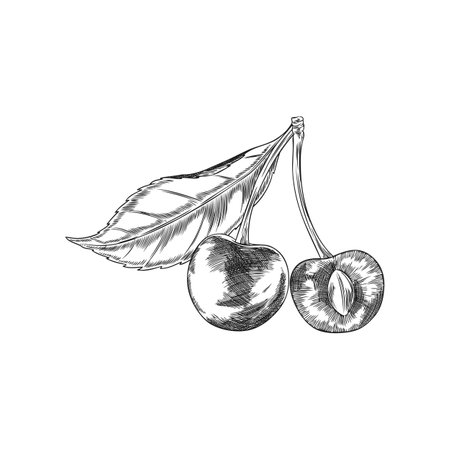 Cherry berries with leaf on stem engraved sketch, vector hand drawn ripe fruit, cherry pit, garden food plant harvestのイラスト素材