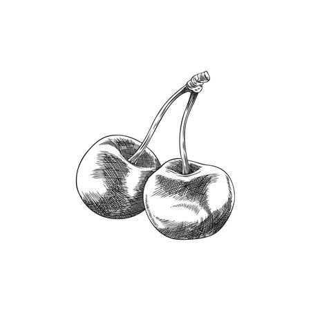 Sketch of two cherries with a stem.のイラスト素材