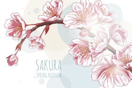Vector of sakura branch with pink flowers in the sketch style on a white background.のイラスト素材