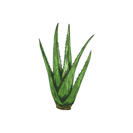 Aloe Vera plant bunch sketch, prickly succulent herbal green foliage, medical organic herb botanical vector hand drawnのイラスト素材