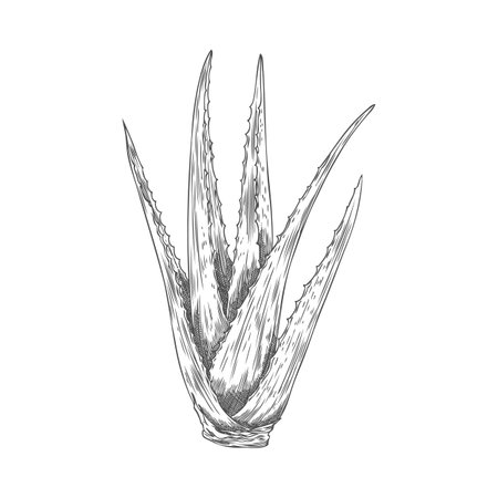 Vector element with a healing aloe vera plant with long leaves with thorns in the sketch styleのイラスト素材