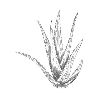 Vector element of healing aloe vera plant with long leaves and thorns on white backgroundのイラスト素材