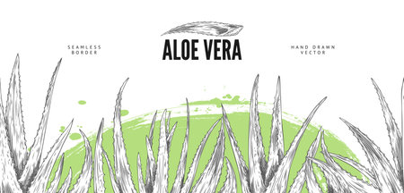 Hand-drawn vector with horizontal poster with seamless border with the healing plant aloe veraのイラスト素材