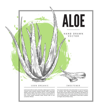 Vector poster with aloe vera, a medicinal plant with prickly leaves in the sketch styleのイラスト素材