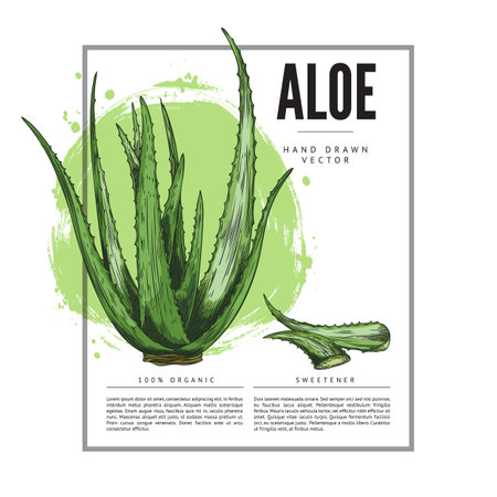 Vector illustration of hand drawn aloe vera in a rectangular frame with space for text.のイラスト素材