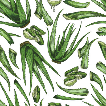 Seamless vector pattern of aloe vera with green leaves, cut and whole plants hand-drawnのイラスト素材