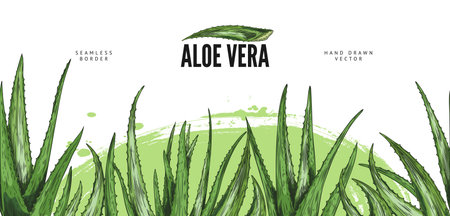 Vector illustrations of aloe vera banner in seamless frame.のイラスト素材