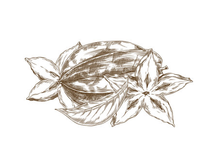 Vector carambola fruits whole and cut into pieces in shape of star with seeds, leafのイラスト素材