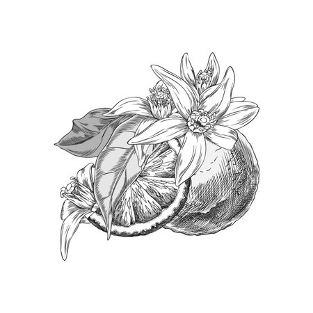 Illustration of black and white sketch of whole neroli orange, its slices with flowers and leaves.のイラスト素材