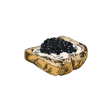A vector with a sandwich with bread, sour cream and black caviar of sturgeonのイラスト素材