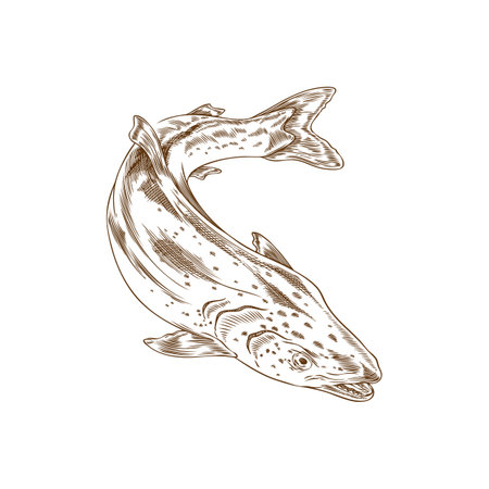 Salmon or trout fish vector engraved hand drawn illustration, sea or ocean fauna wildlife, sea food ink sketch isolatedのイラスト素材