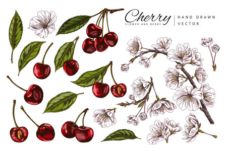 Vector set with berries with cherry leaves and flowers. A hand-drawn black-and-white and color sketch.のイラスト素材