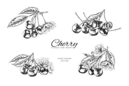Poster illustration of isolated black and white sketches of cherry fruits with flowers and leaves.のイラスト素材
