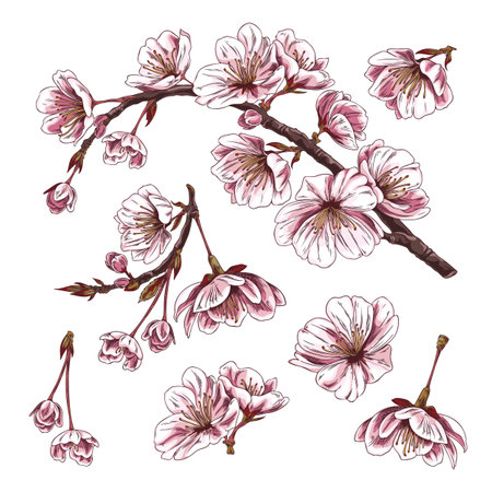 Cherry branches with pink flowers. Sketch collection.のイラスト素材